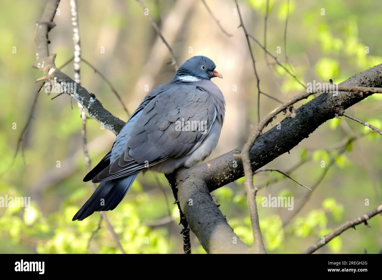 Pigeon de bois commun sur une branche d'arbre, photo en gros plan. Banque D'Images