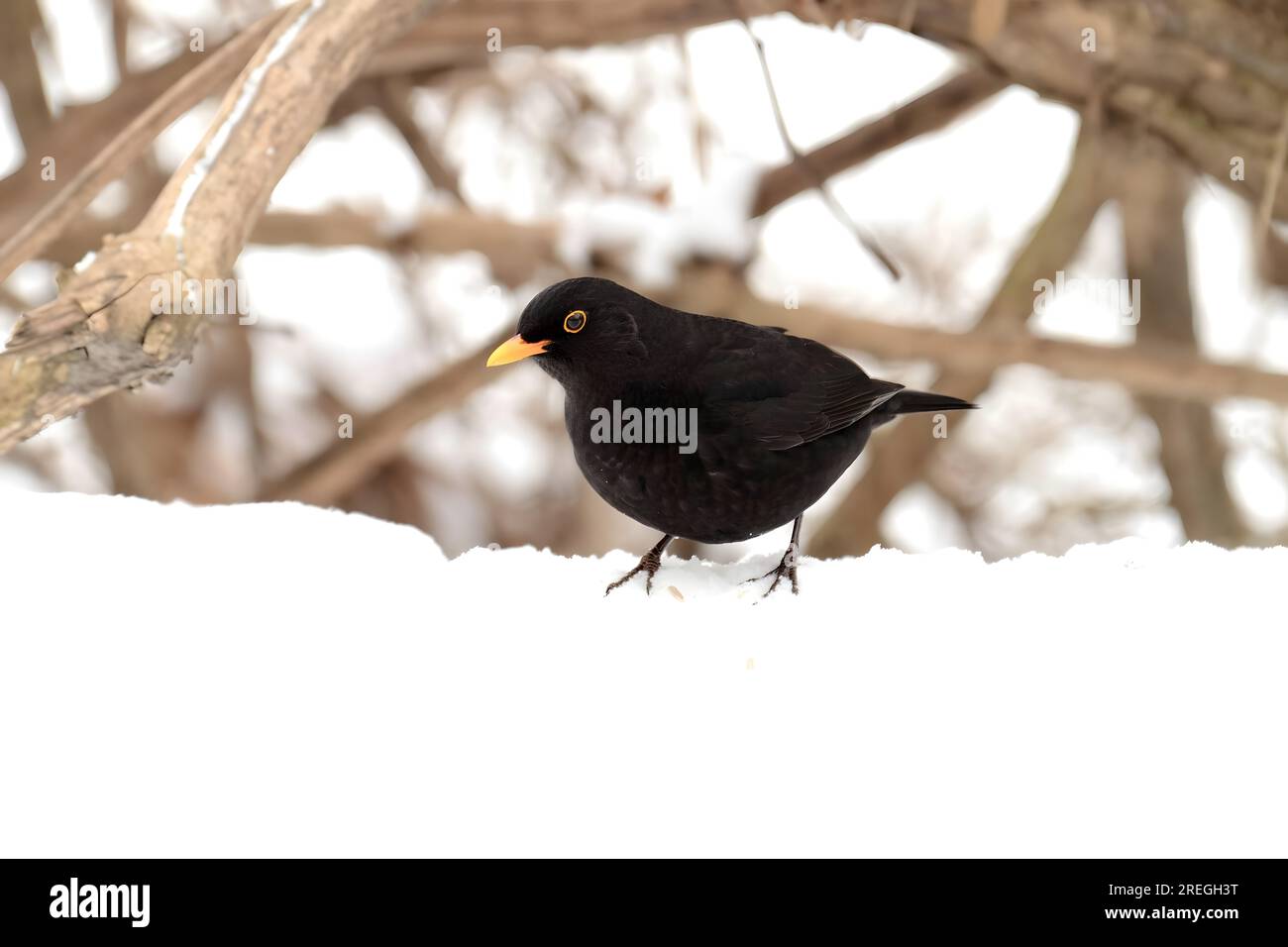 Jeune blackbird commun dans le paysage d'hiver dans la neige. Banque D'Images