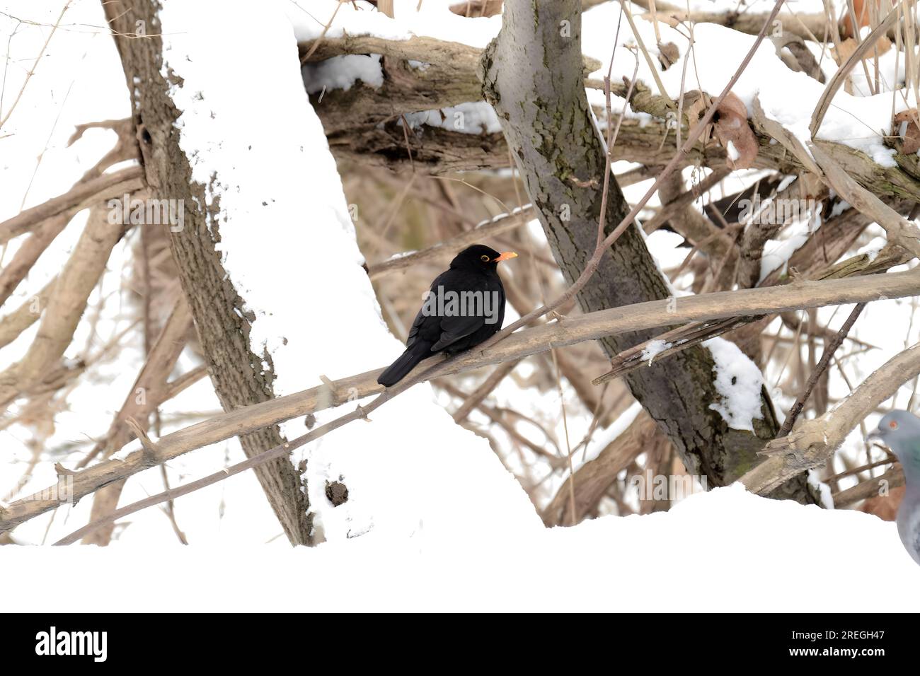 Jeune blackbird commun dans le paysage d'hiver dans la neige. Banque D'Images
