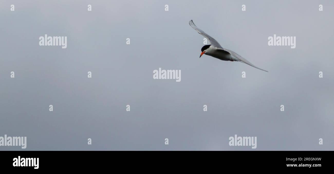 Une mouette riante volant au-dessus par une journée nuageuse en gros plan. Banque D'Images