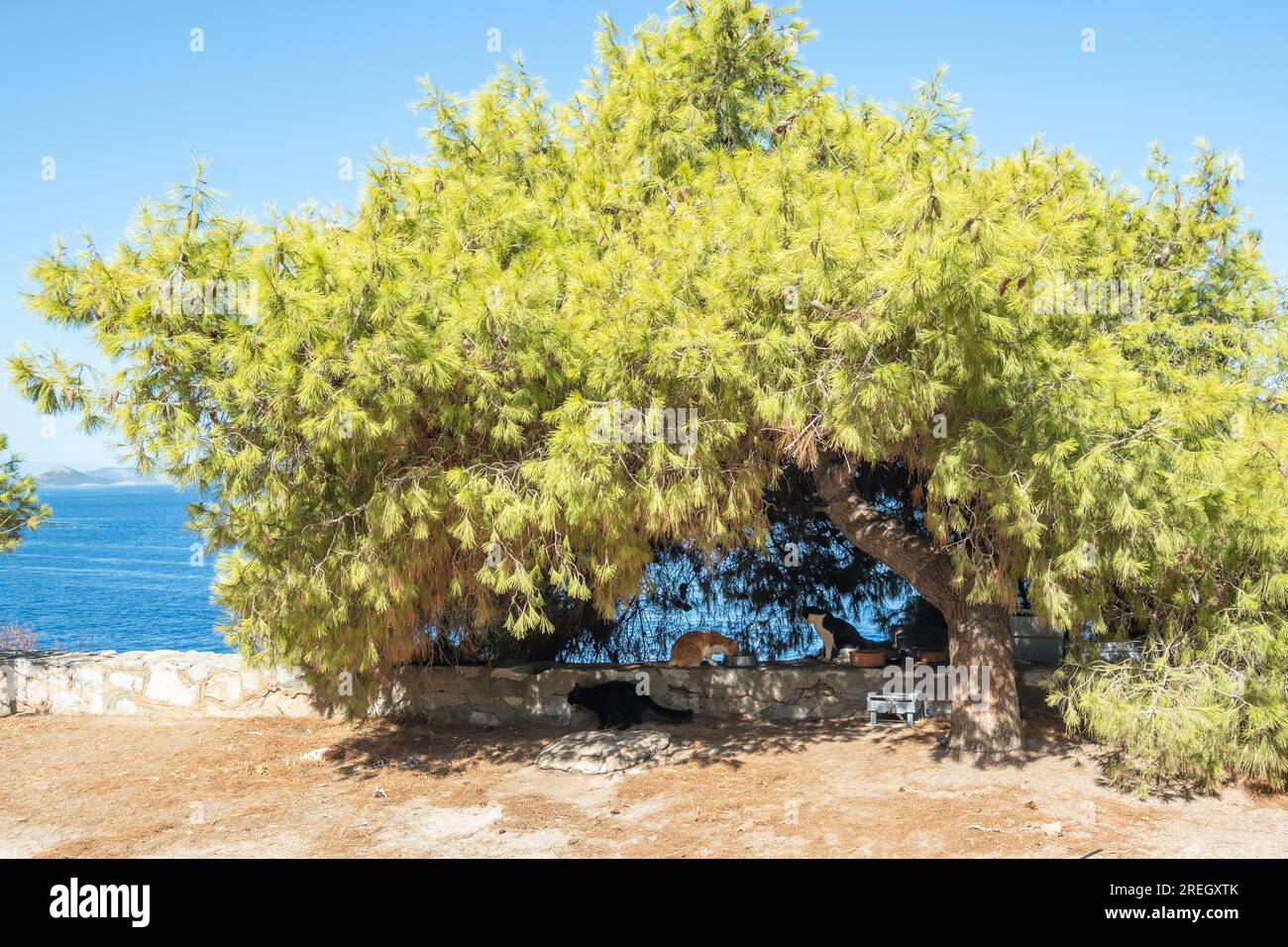 Chats mangeant et buvant sous un thé à Hydra, Grèce. Banque D'Images