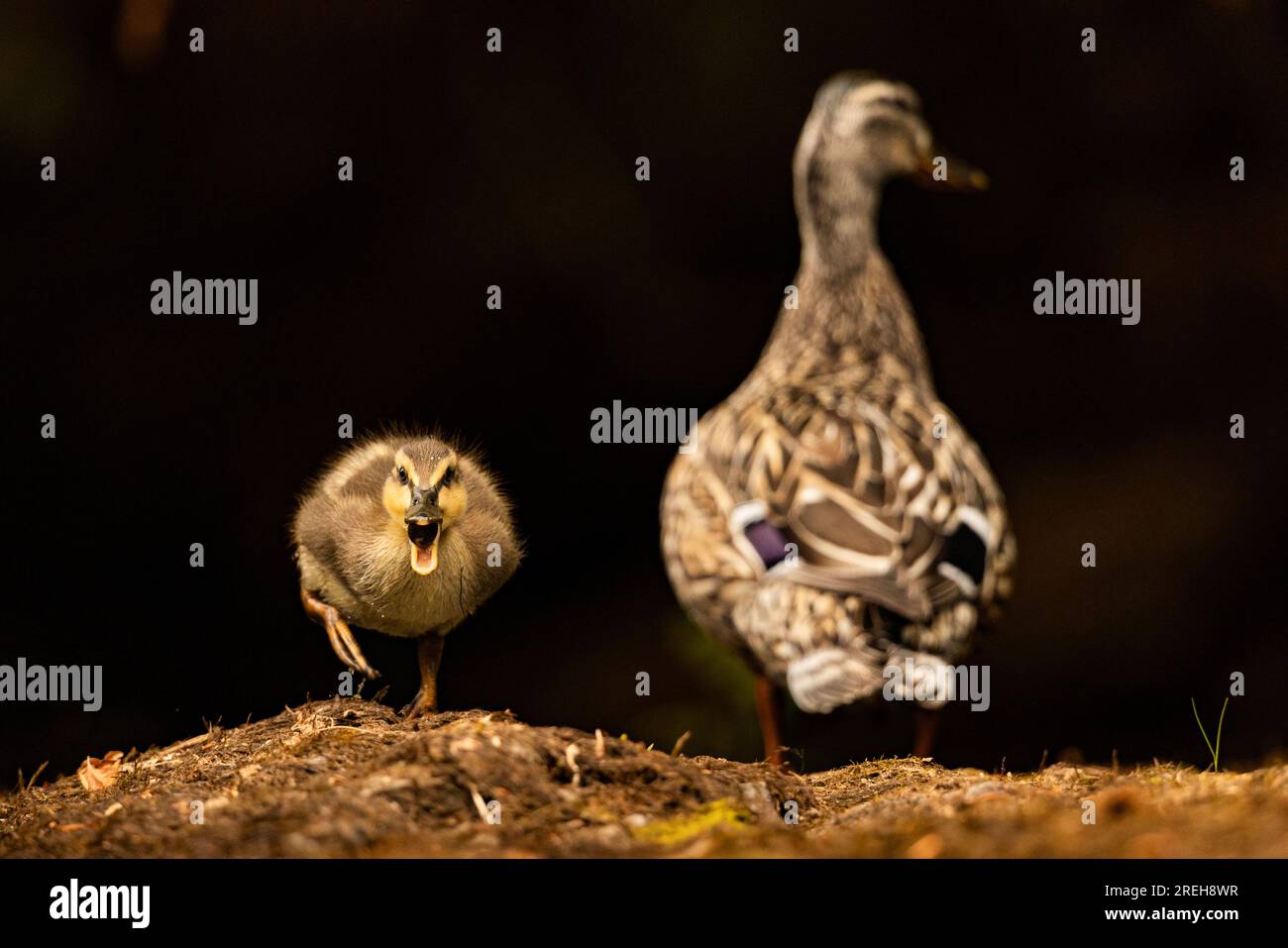 Mignons canetons Mallard avec mère. Banque D'Images