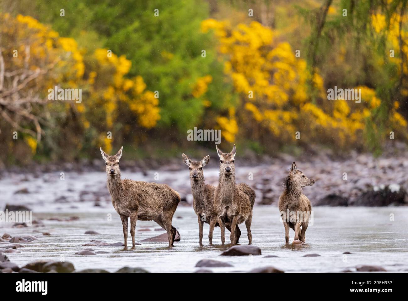 Un groupe de Red Deer debout dans River Applecross en Ecosse. Banque D'Images