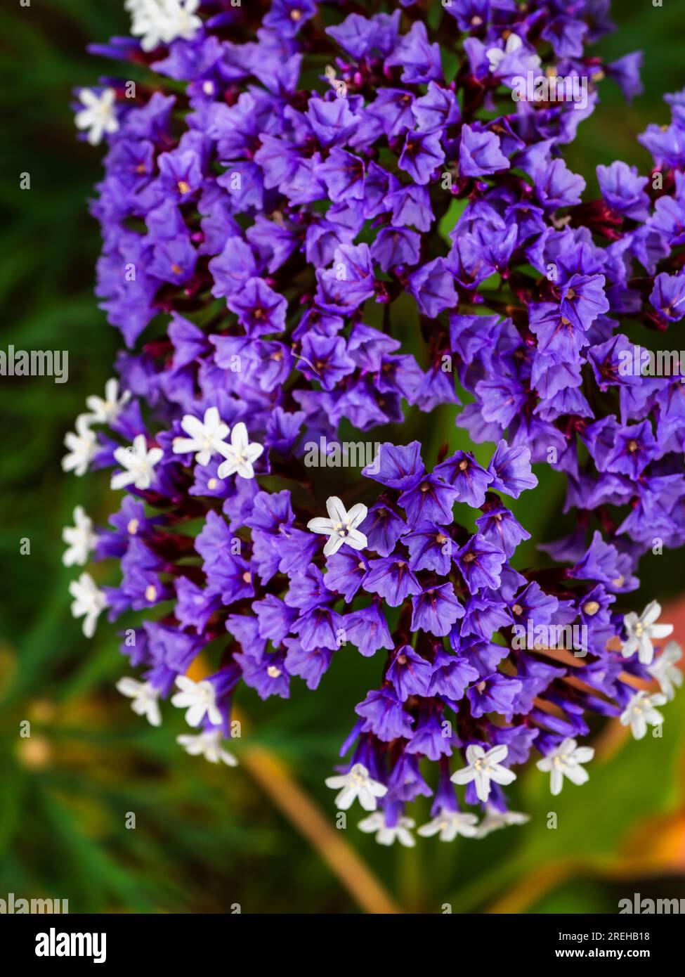 par une journée ensoleillée fleurs blanches violettes Banque D'Images