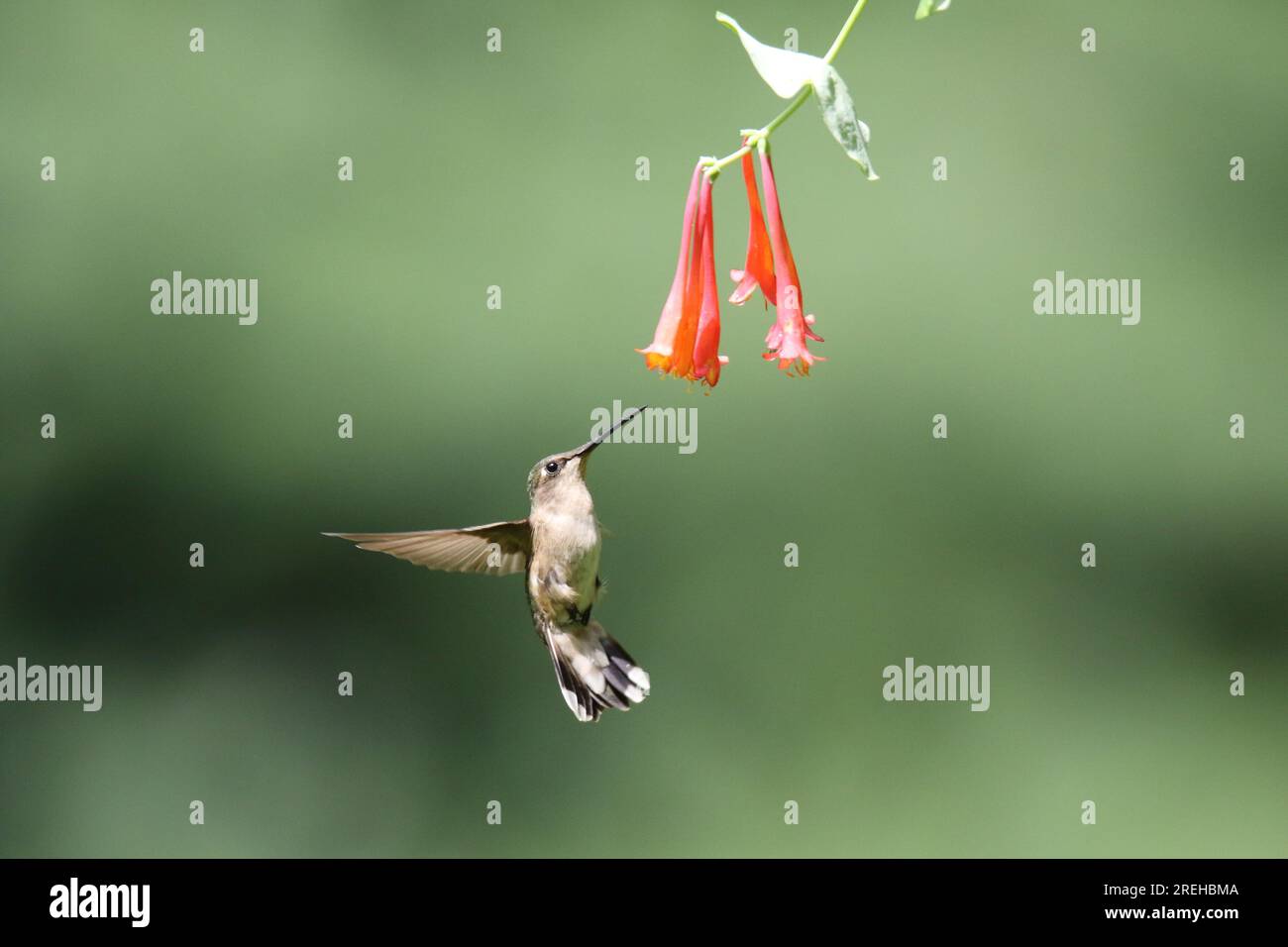 La femelle à gorge rubis Archilochus colubris se nourrissant de fleurs en été Banque D'Images