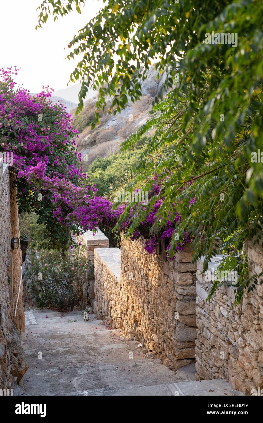 Photographie regardant en bas des escaliers avec des murs de chaque côté, et des plantes au-dessus, bougainvilliers roses fleurit d'un côté à l'autre, avec Go Banque D'Images