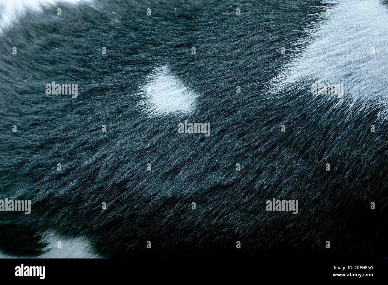 Texture de fourrure courte noir-blanc. Fourrure de chien. Texture de fourrure animale. Gros plan. Banque D'Images