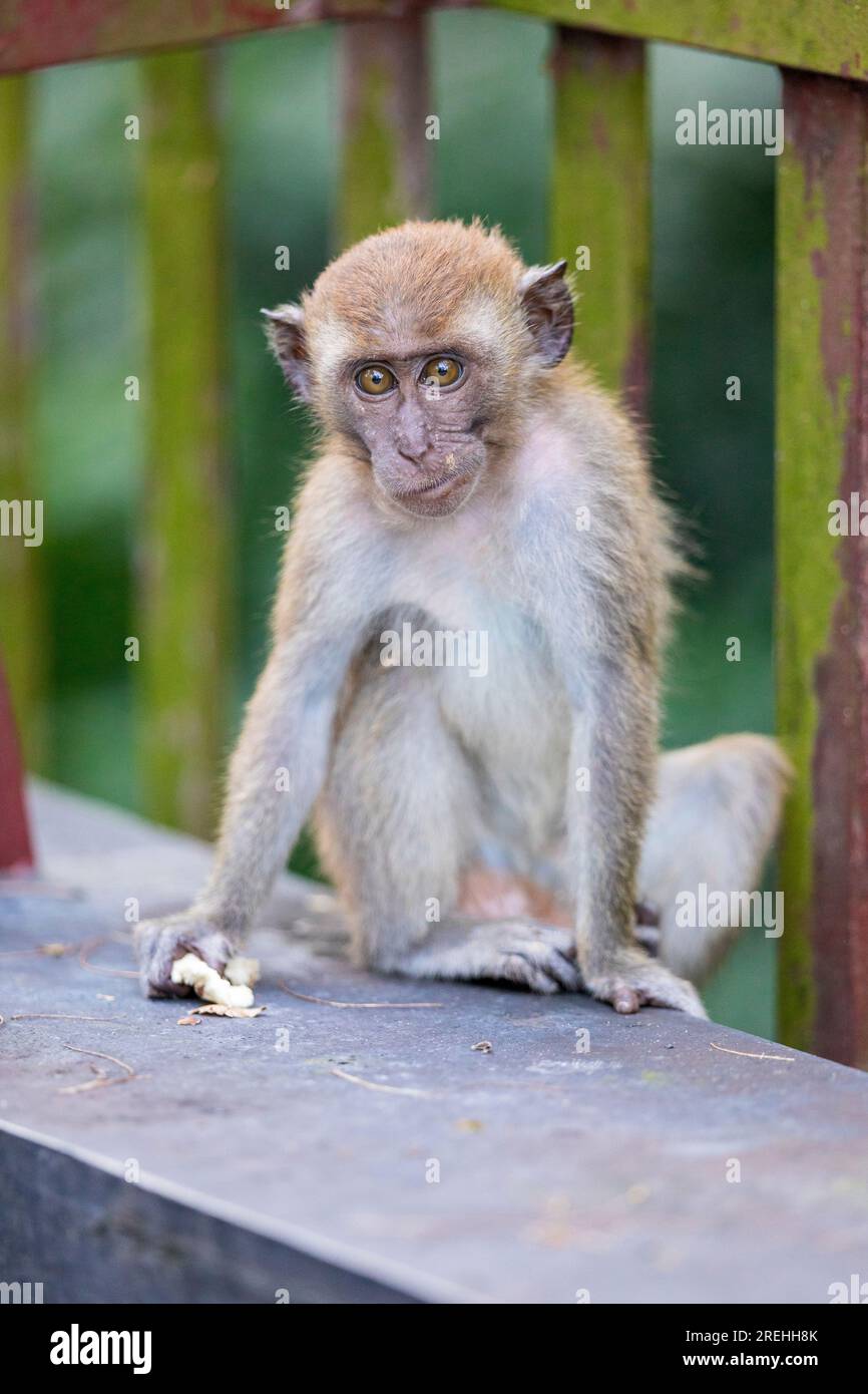 Un jeune membre d'une troupe de macaques à longue queue est assis sur un pont le long de Punggol Promenade nature Walk tout en mangeant de la nourriture prise par les ouvriers de la construction o Banque D'Images