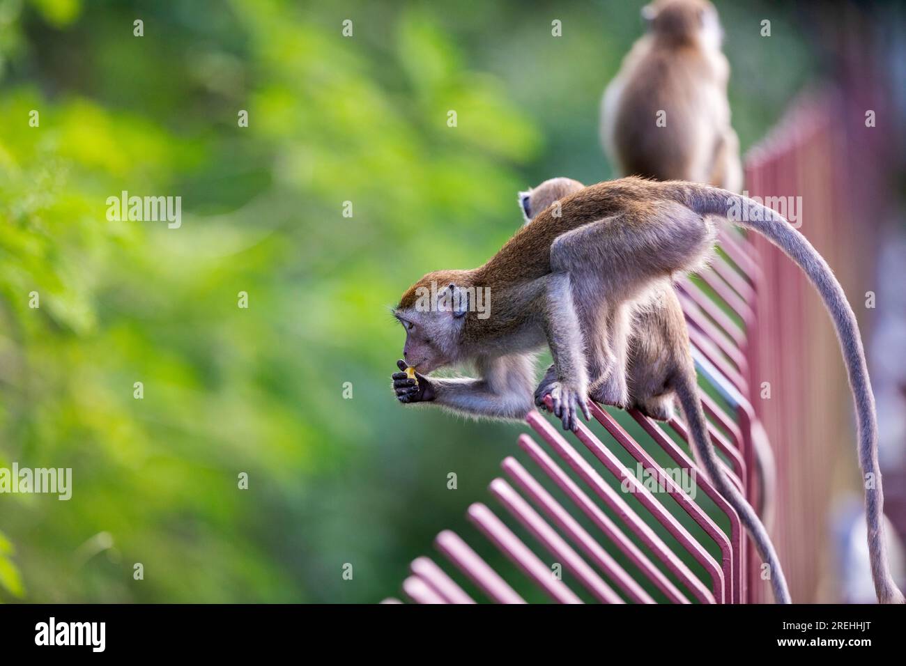 Un macaque à longue queue se prépare à sauter d'un pont le long de Punggol Promenade nature Walk tout en mangeant de la nourriture prise par les ouvriers de la construction de Waterway Banque D'Images
