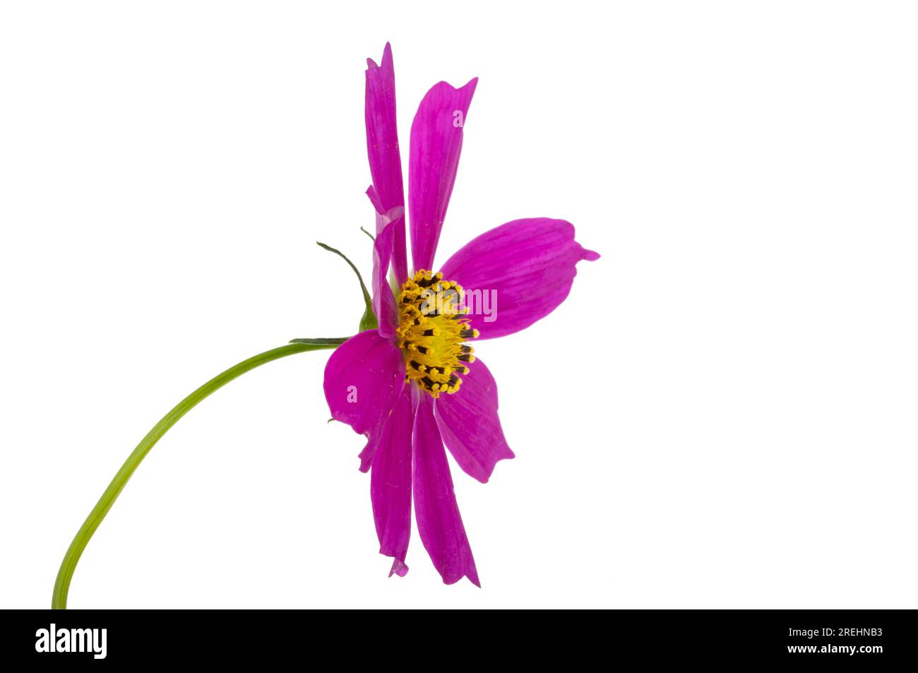 fleur cosmea isolée sur fond blanc Banque D'Images