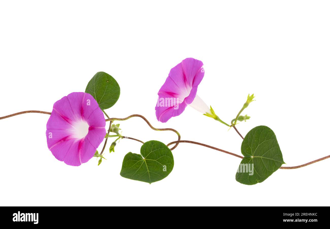 fleur de bindweed isolée sur fond blanc Banque D'Images