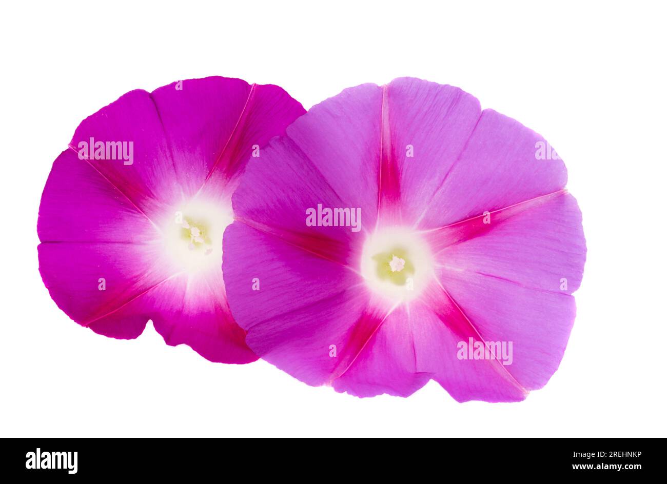 fleur de bindweed isolée sur fond blanc Banque D'Images