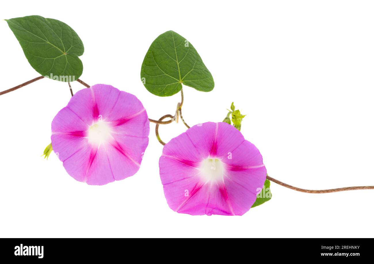 fleur de bindweed isolée sur fond blanc Banque D'Images