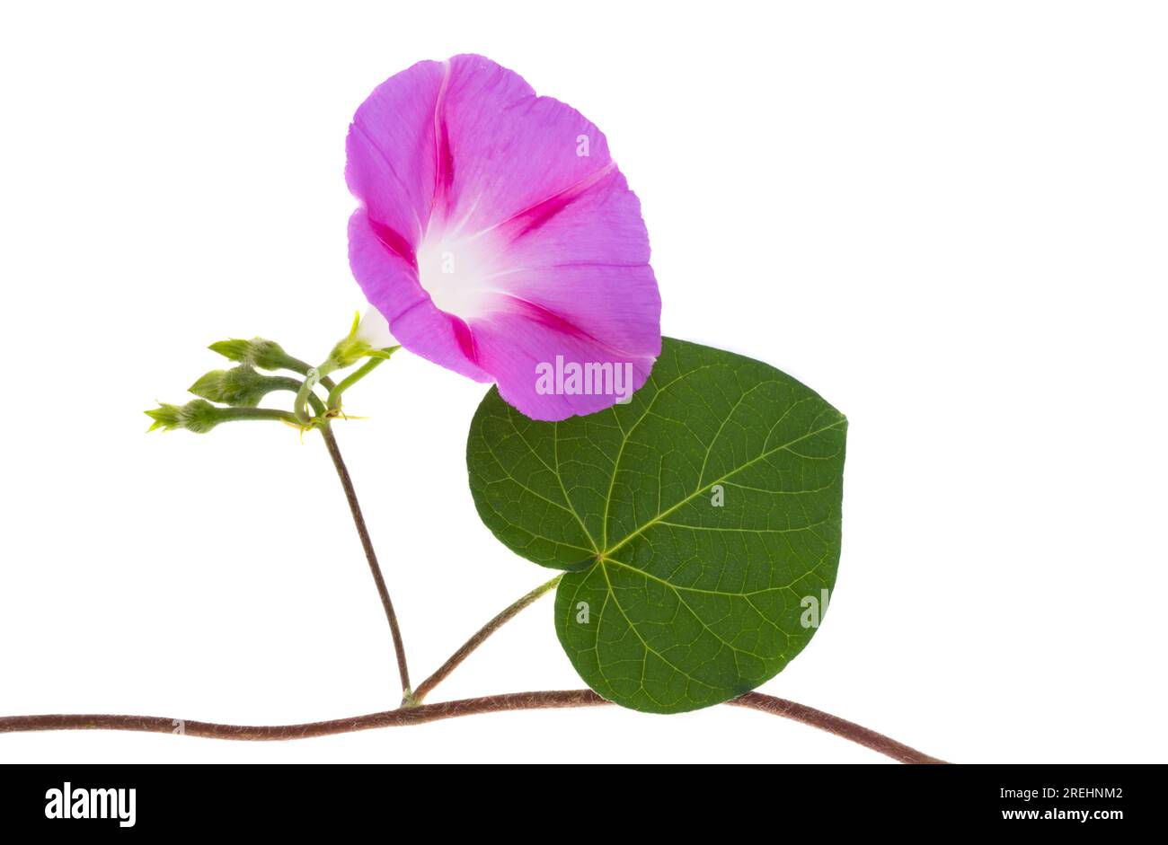 fleur de bindweed isolée sur fond blanc Banque D'Images