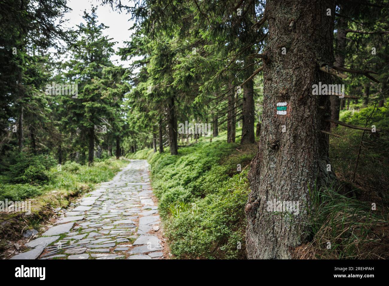 Marque de sentier de randonnée ou signe sur le tronc d'arbre à côté du sentier de montagne en pierre dans la forêt. Parc naturel Jeseniky montagnes, Tchéquie Banque D'Images