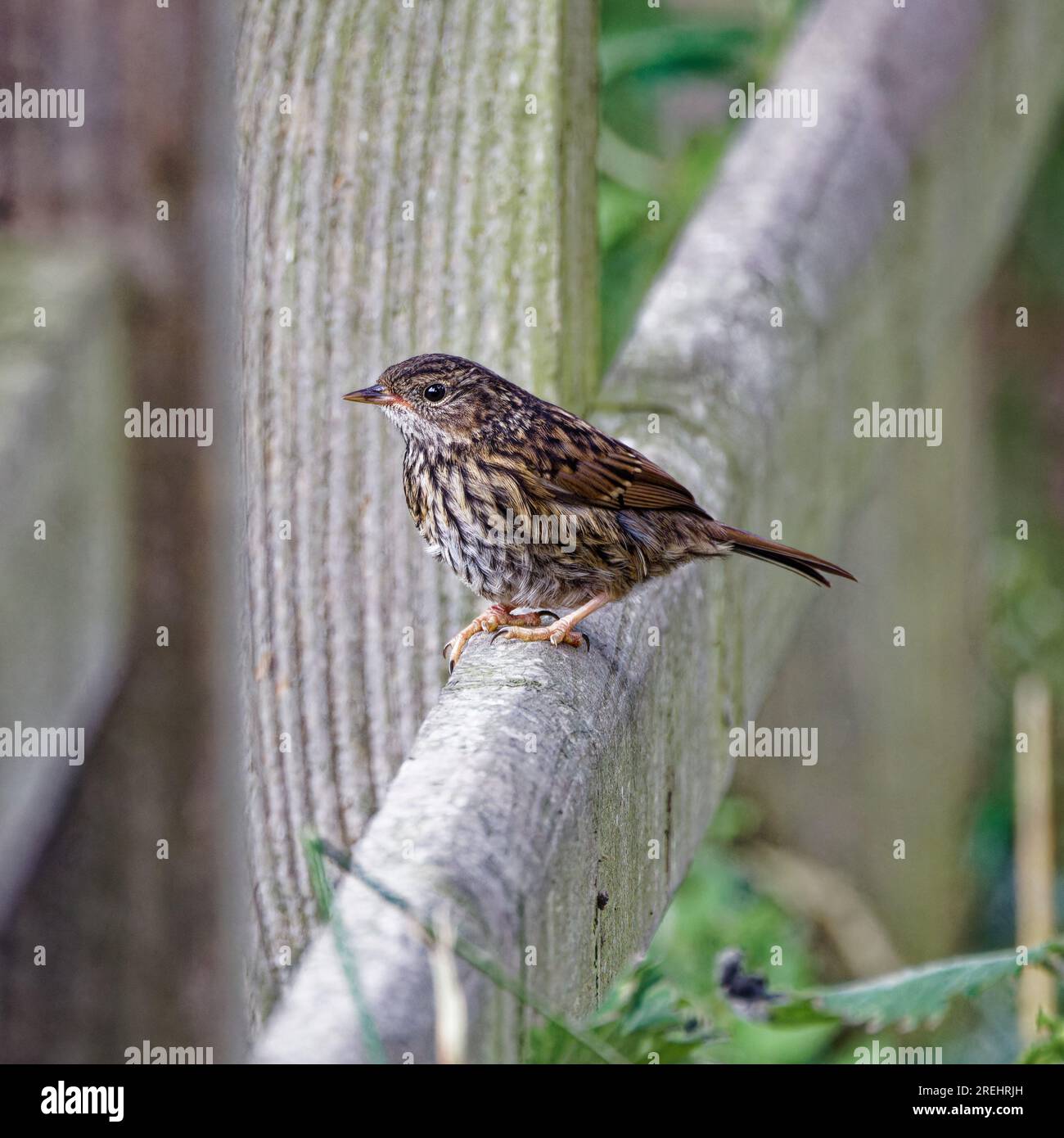Nid juvénile (Prunella modularis) Banque D'Images