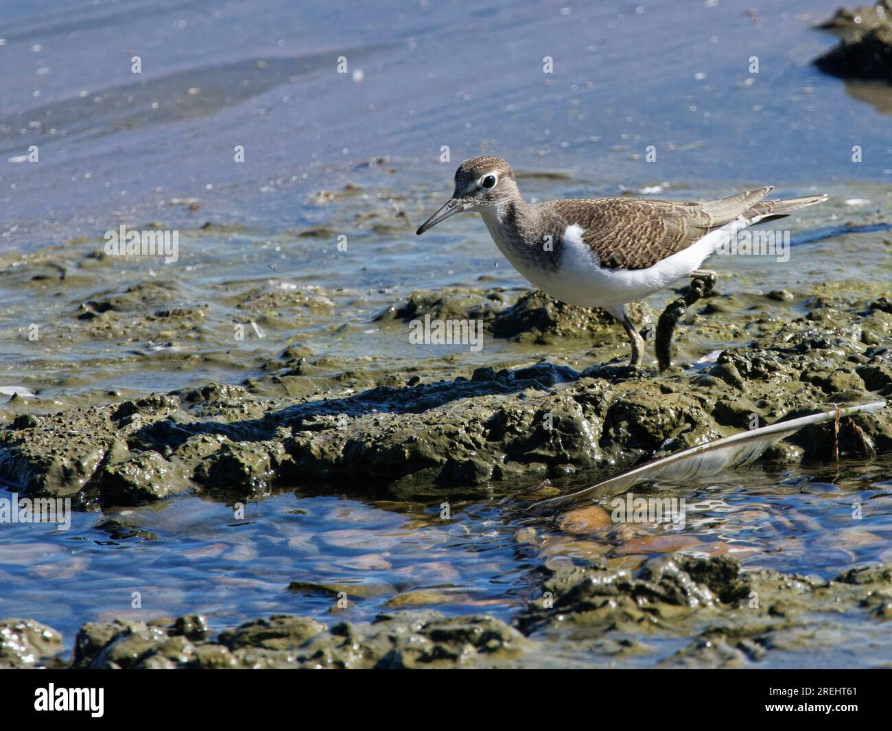 La butineuse commune (Actitis hypoleucos) se nourrissant sur les marges d'un bassin marécageux, Gloucestershire, Royaume-Uni, mai. Banque D'Images
