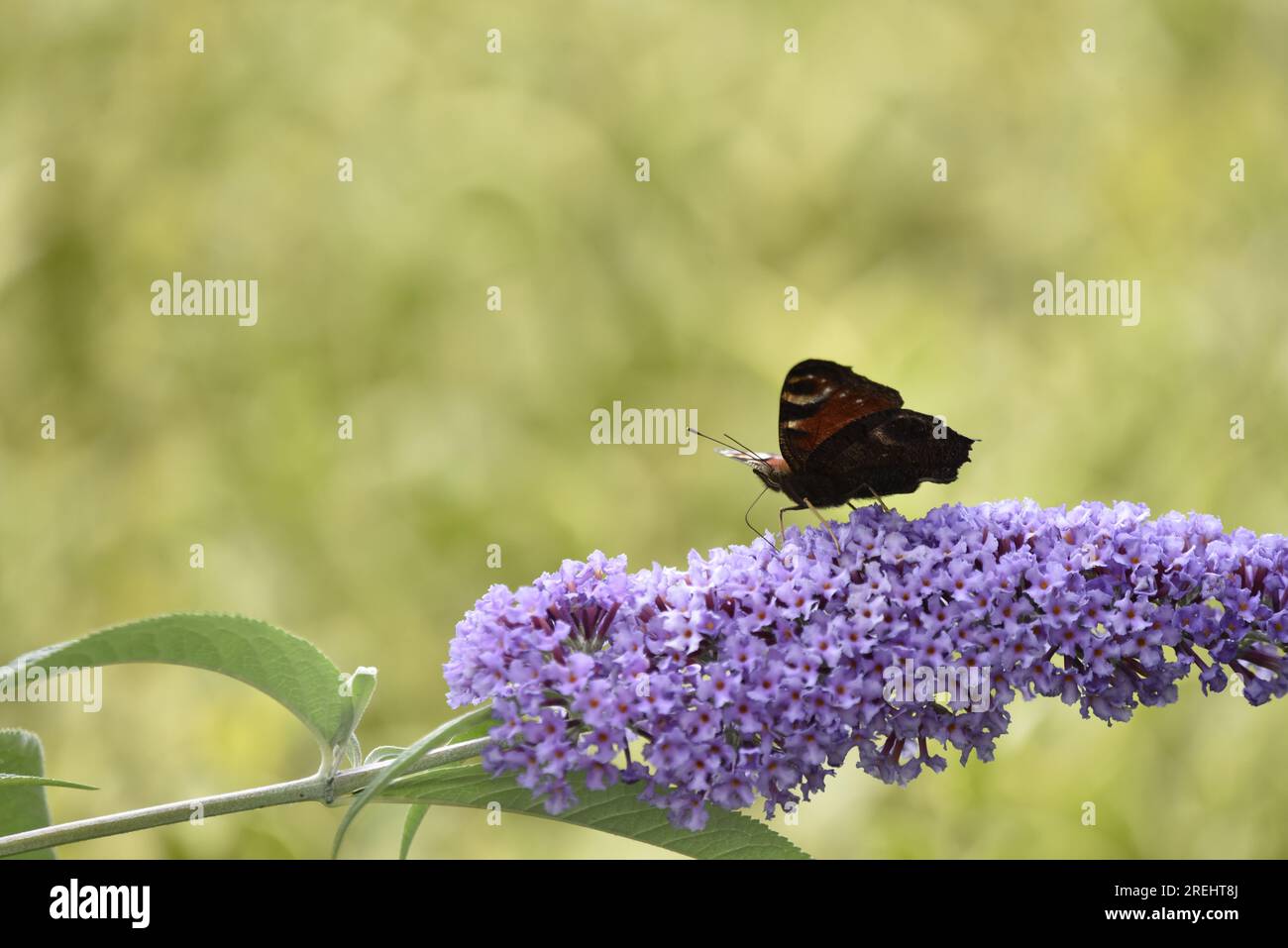 Avant-plan droit image d'un papillon de paon (Inachis io) marchant de droite à gauche le long du sommet d'une tige de fleurs de Bouddleia pourpre, fond de bokeh Banque D'Images
