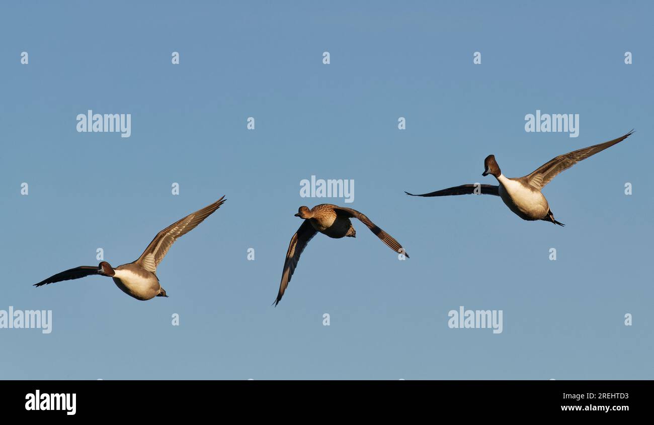 Queue de pintail du Nord (Anas acuta) groupe de deux drakes et d'un canard une femelle en vol, Gloucestershire, Royaume-Uni, décembre. Banque D'Images