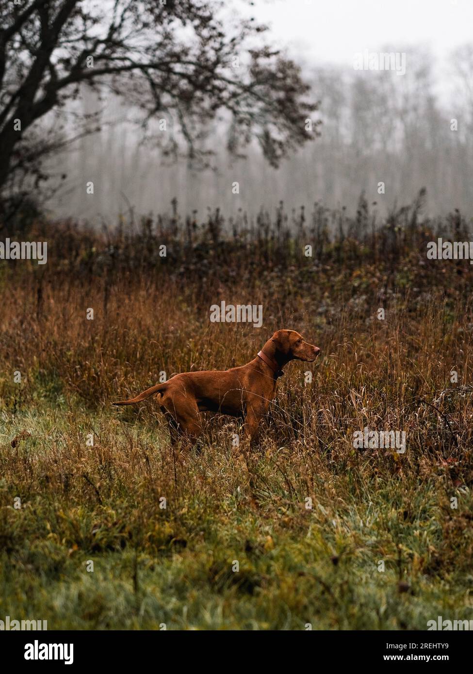 Brun hongrois vizsla debout immobile et regardant au loin avec une forêt brumeuse en arrière-plan. Banque D'Images