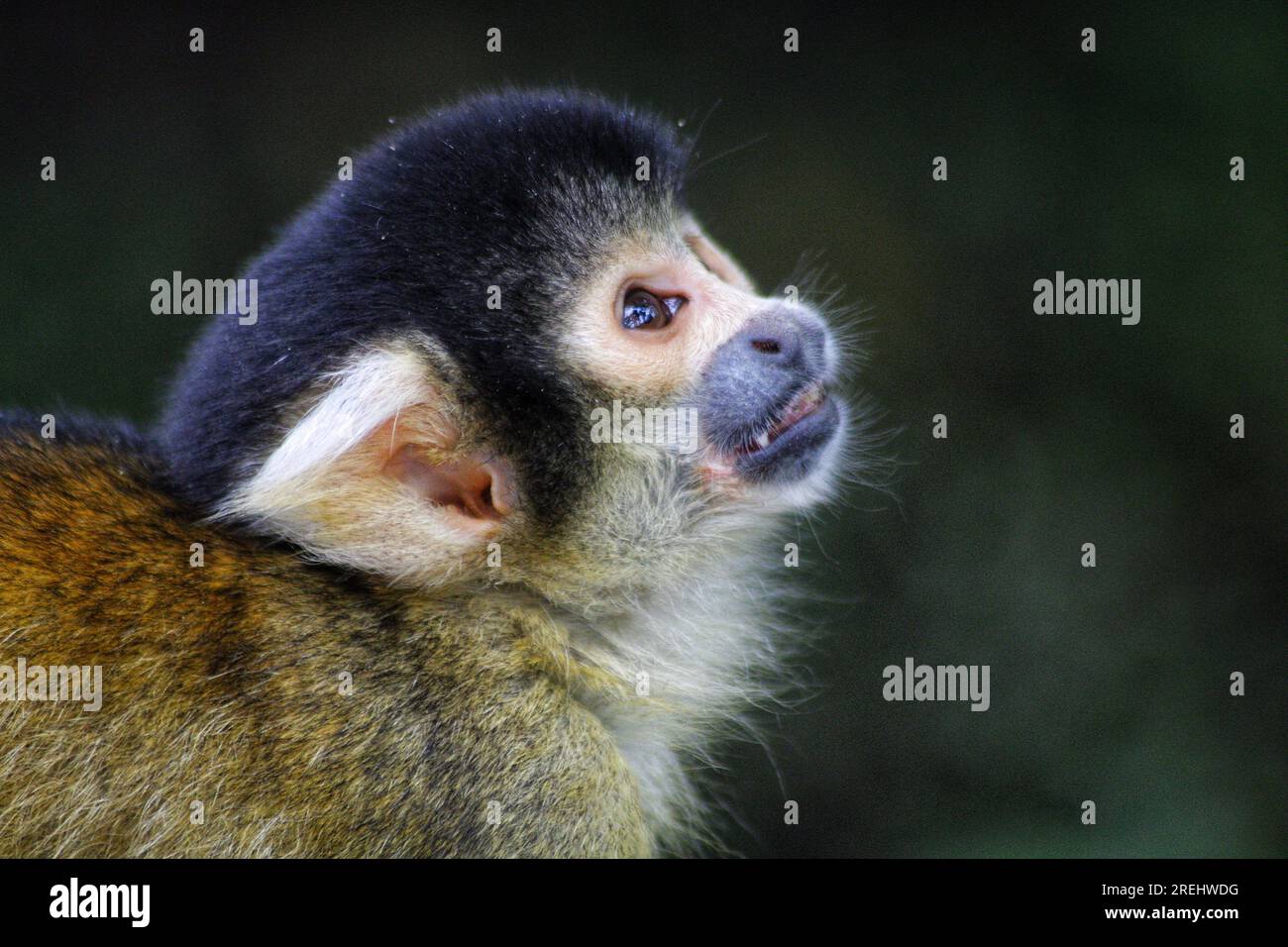 Singe écureuil à coiffe noire (Saimiri boliviensis), ZSL London Zoo, Royaume-Uni Banque D'Images