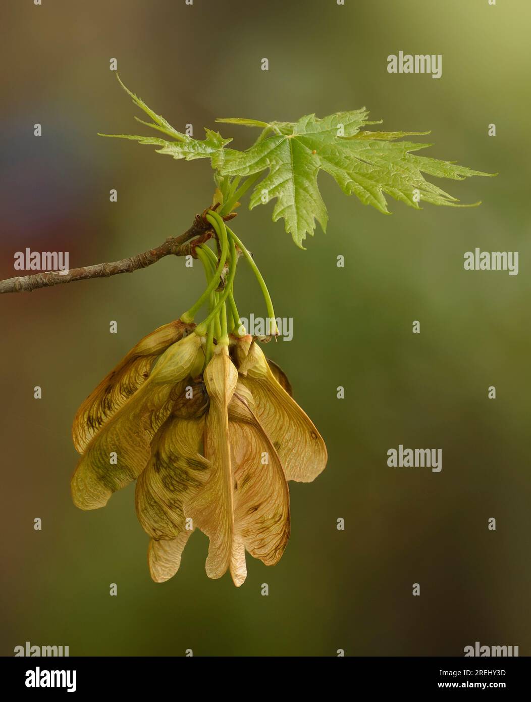 Un groupe de samaras ou graines ailées de l'érable argenté (Acer saccharinum) au printemps. Banque D'Images Un groupe de samaras ou graines ailées de l'érable argenté (Acer saccharinum) au printemps. Banque D'Images