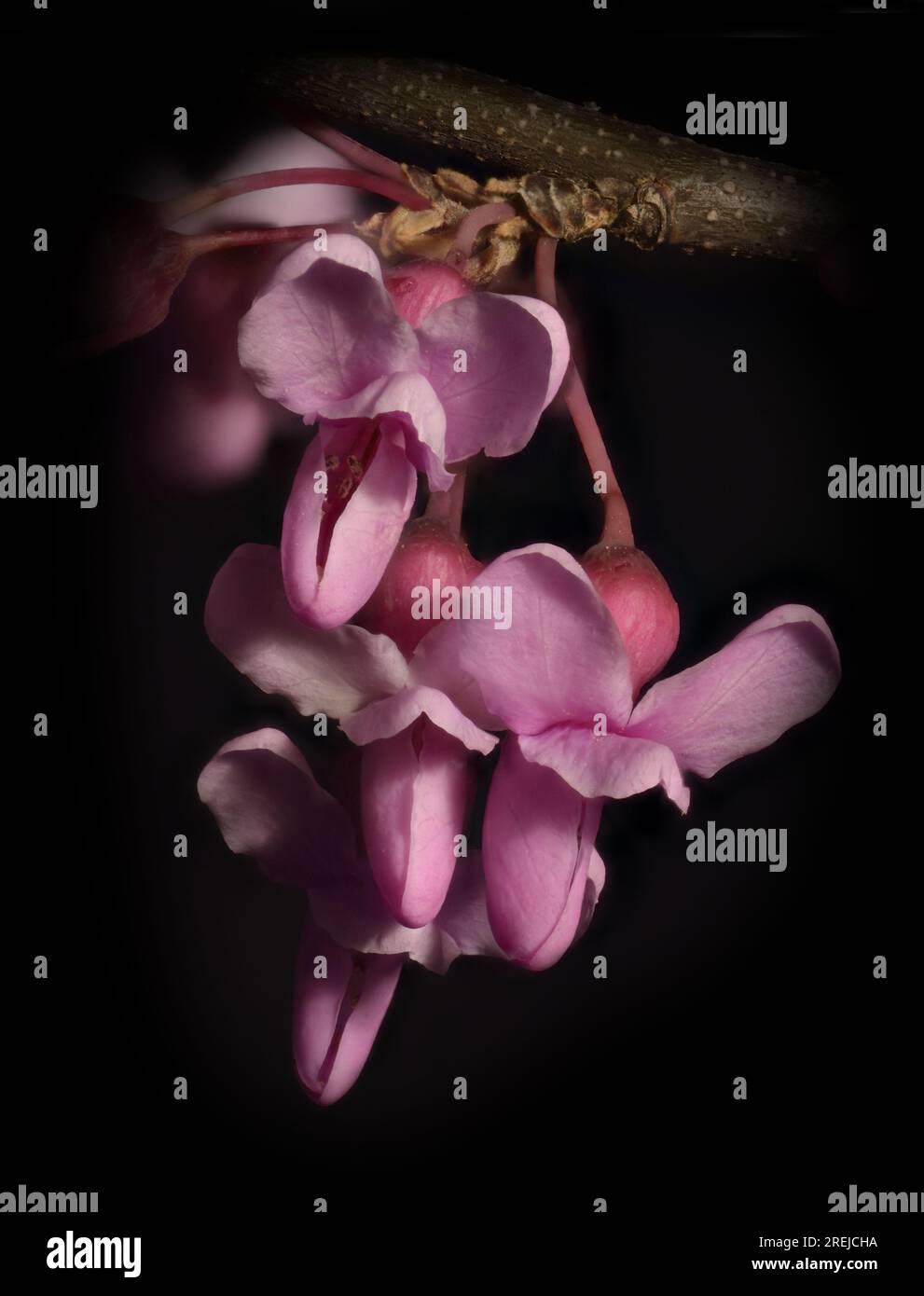 Gros plan d'un amas de fleurs avec fond noir, le rouge de l'est (Cercis canadensis). Banque D'Images Gros plan d'un amas de fleurs avec fond noir, le rouge de l'est (Cercis canadensis). Banque D'Images