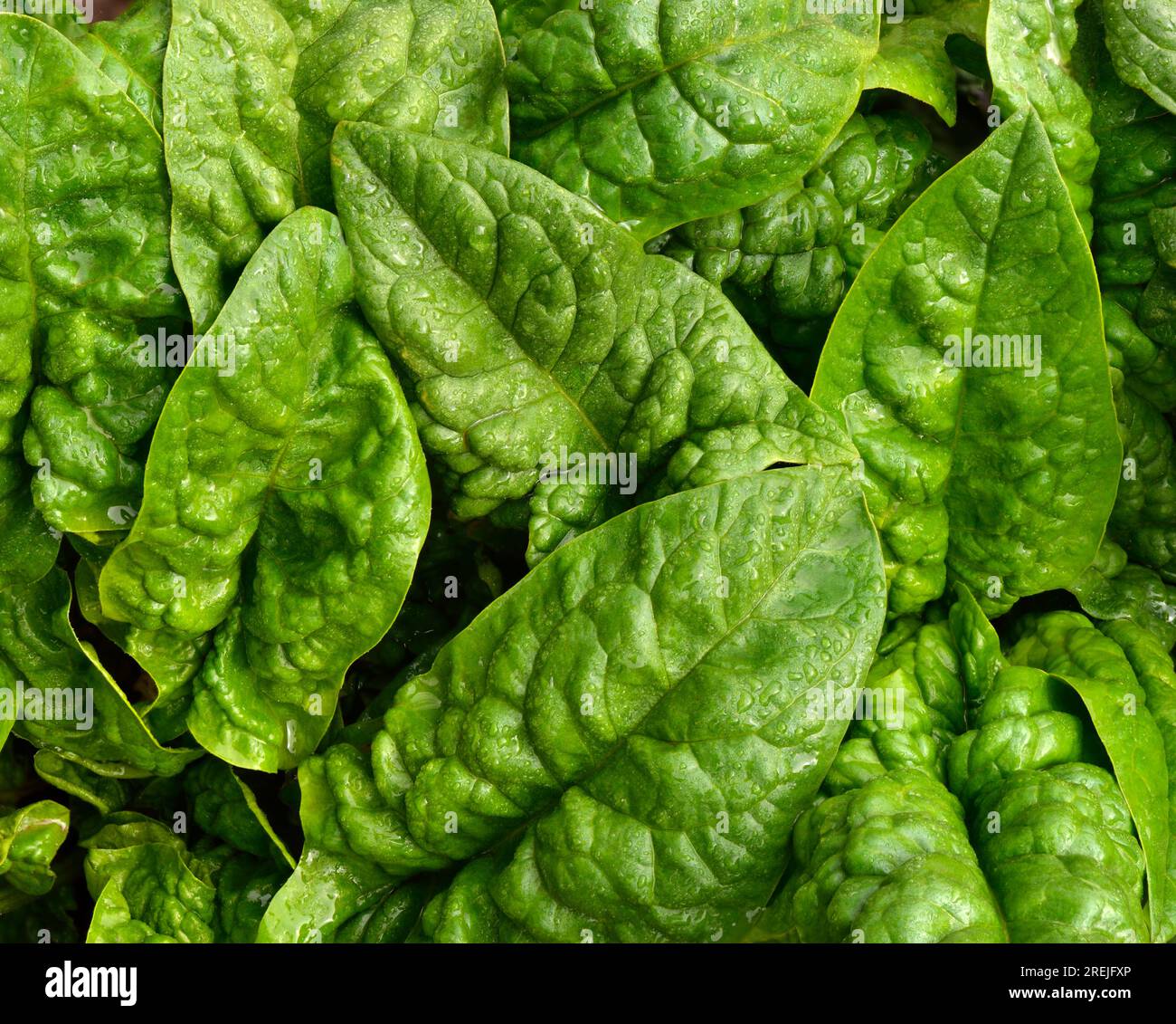 Épinards (Spinacia oleracea) légume de jardin. Banque D'Images