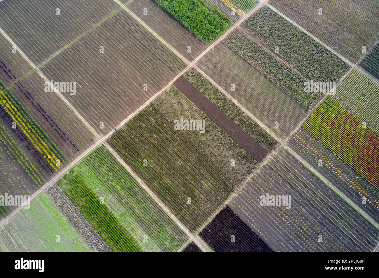 Vue aérienne de la pépinière avec arbres et plantes Banque D'Images