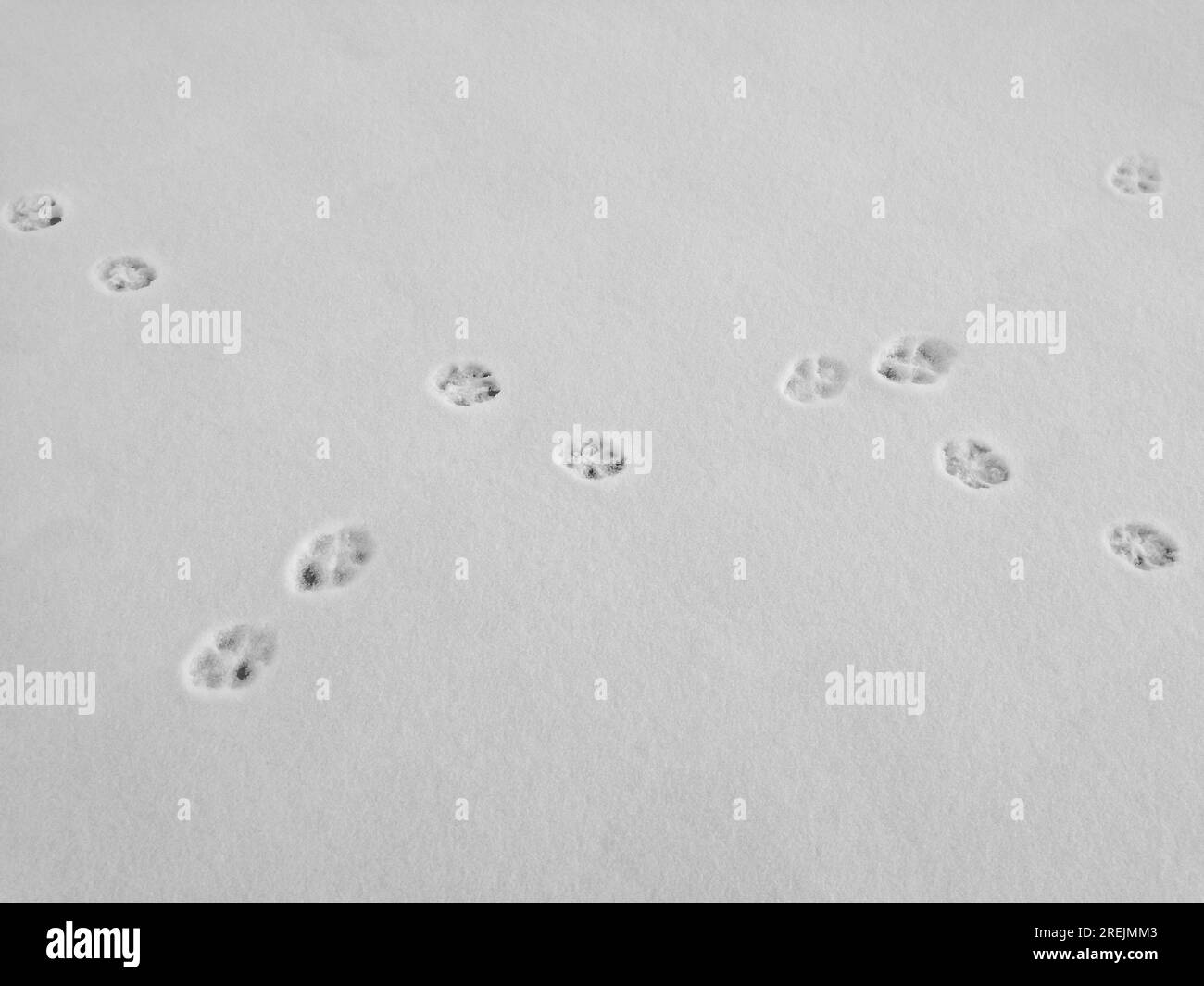 Empreintes de pas dans la neige. Empreinte digitale de chats ou de chiens. Pattes d'un animal. Traces de chat ou de chien dans la neige. Fond d'hiver. Empreintes pattes. Espace de copie. Se Banque D'Images