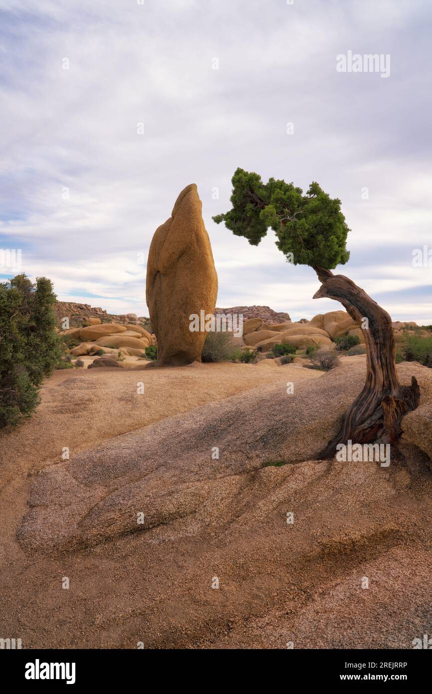 Ce genévrier pointe vers la formation rocheuse de granit emblématique trouvée parmi les Jumbo Rocks dans le parc national de Joshua Tree en Californie. Banque D'Images