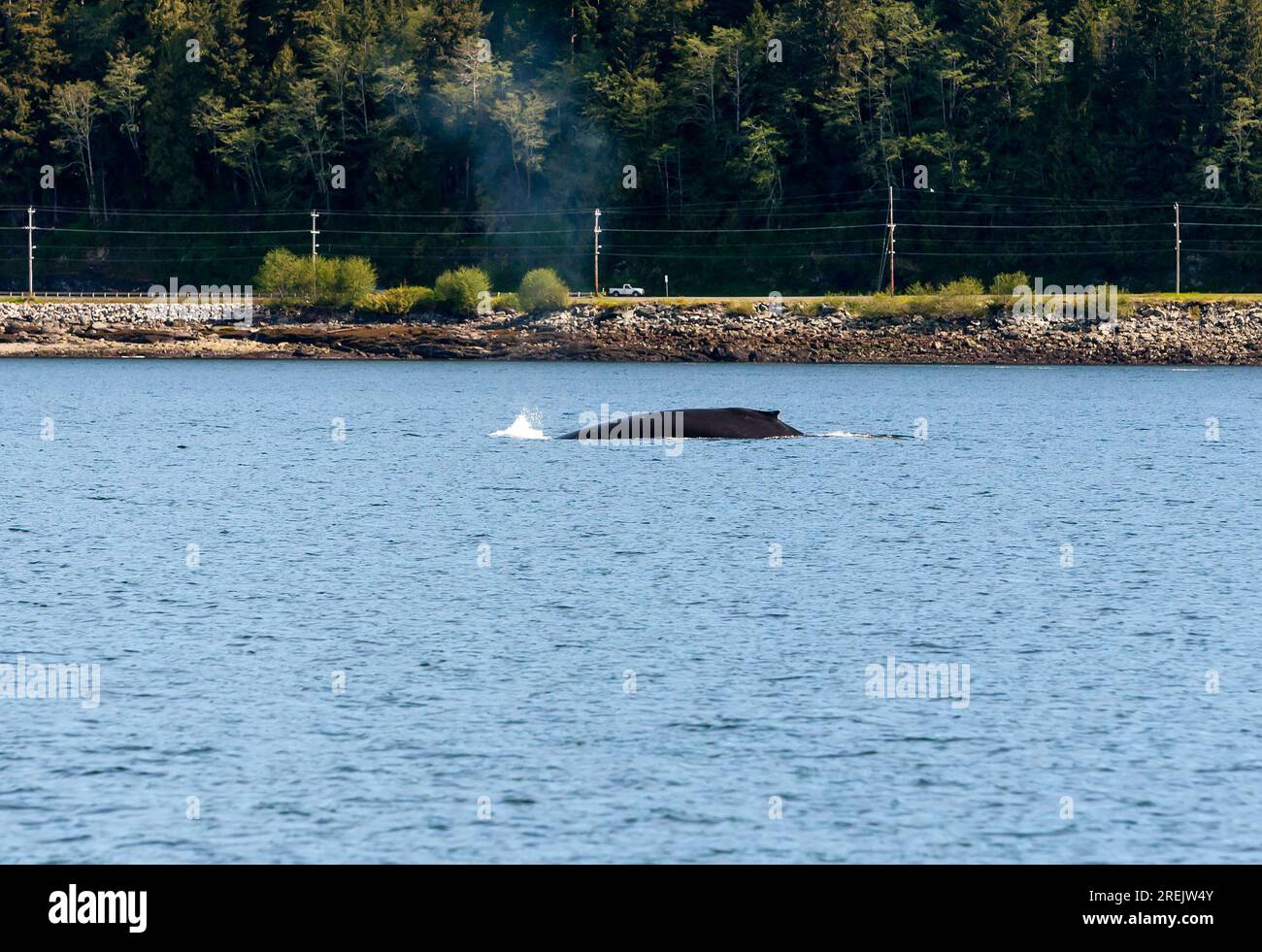 Nageoire dorsale d'une baleine à bosse (Megaptera novaeangliae) faisant surface dans l'eau près d'une route à Ketchikan, Alaska Banque D'Images