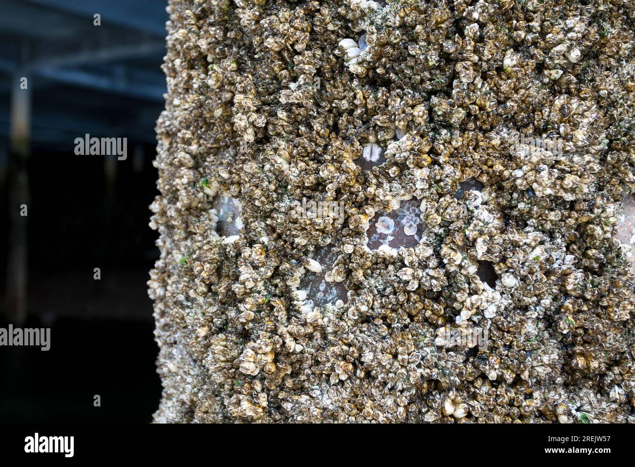 Barnacles couvrant un poteau de jetée près de Ketchikan, Alaska Banque D'Images