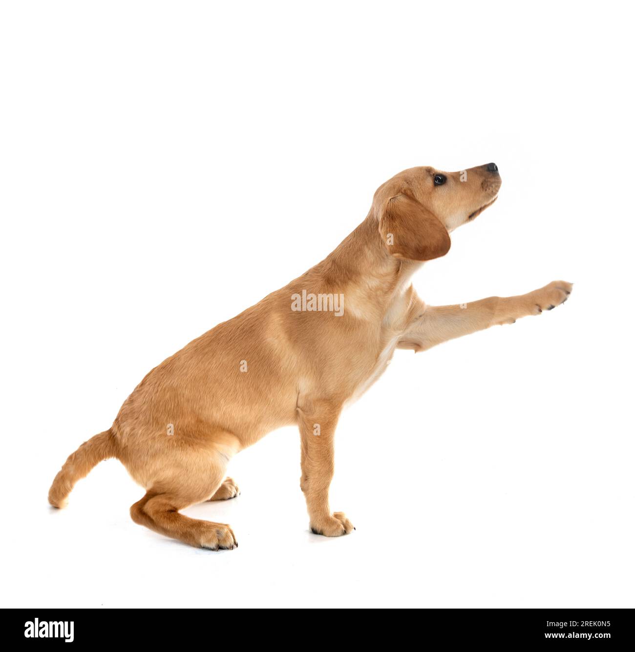 Chiot labrador retriever in front of white background Banque D'Images