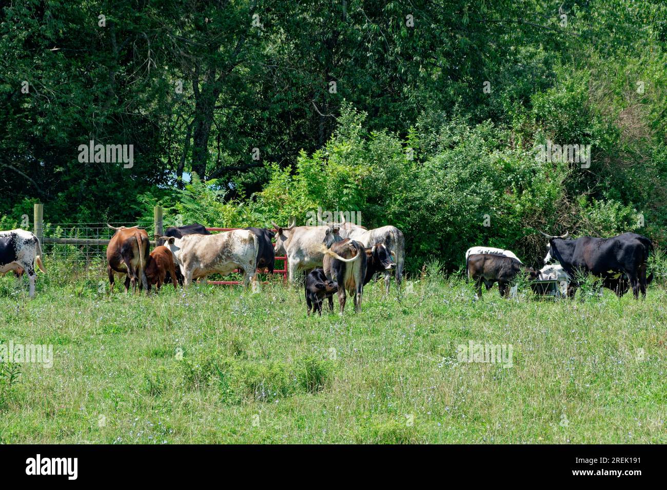 Une vache nourrissant son veau et d'autres mangeant dans une auge et quelques-unes des plus grosses vaches attendent que la porte s'ouvre par une journée ensoleillée en été Banque D'Images Une vache nourrissant son veau et d'autres mangeant dans une auge et quelques-unes des plus grosses vaches attendent que la porte s'ouvre par une journée ensoleillée en été Banque D'Images