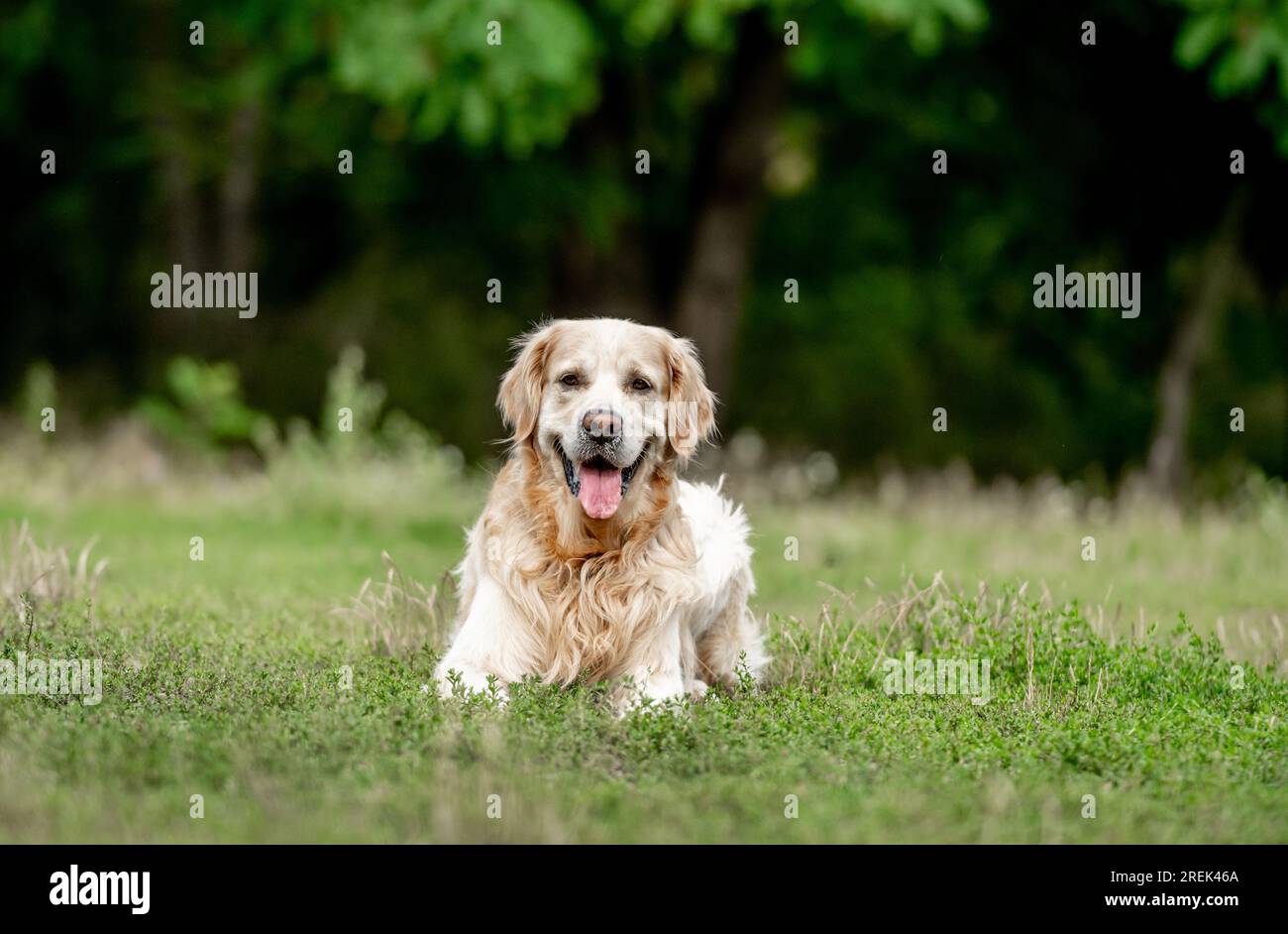 Golden retriever chien couché à la nature dans l'herbe et regardant la caméra. Chien mignon labrador chien de compagnie appréciant la marche à l'extérieur dans le parc Banque D'Images