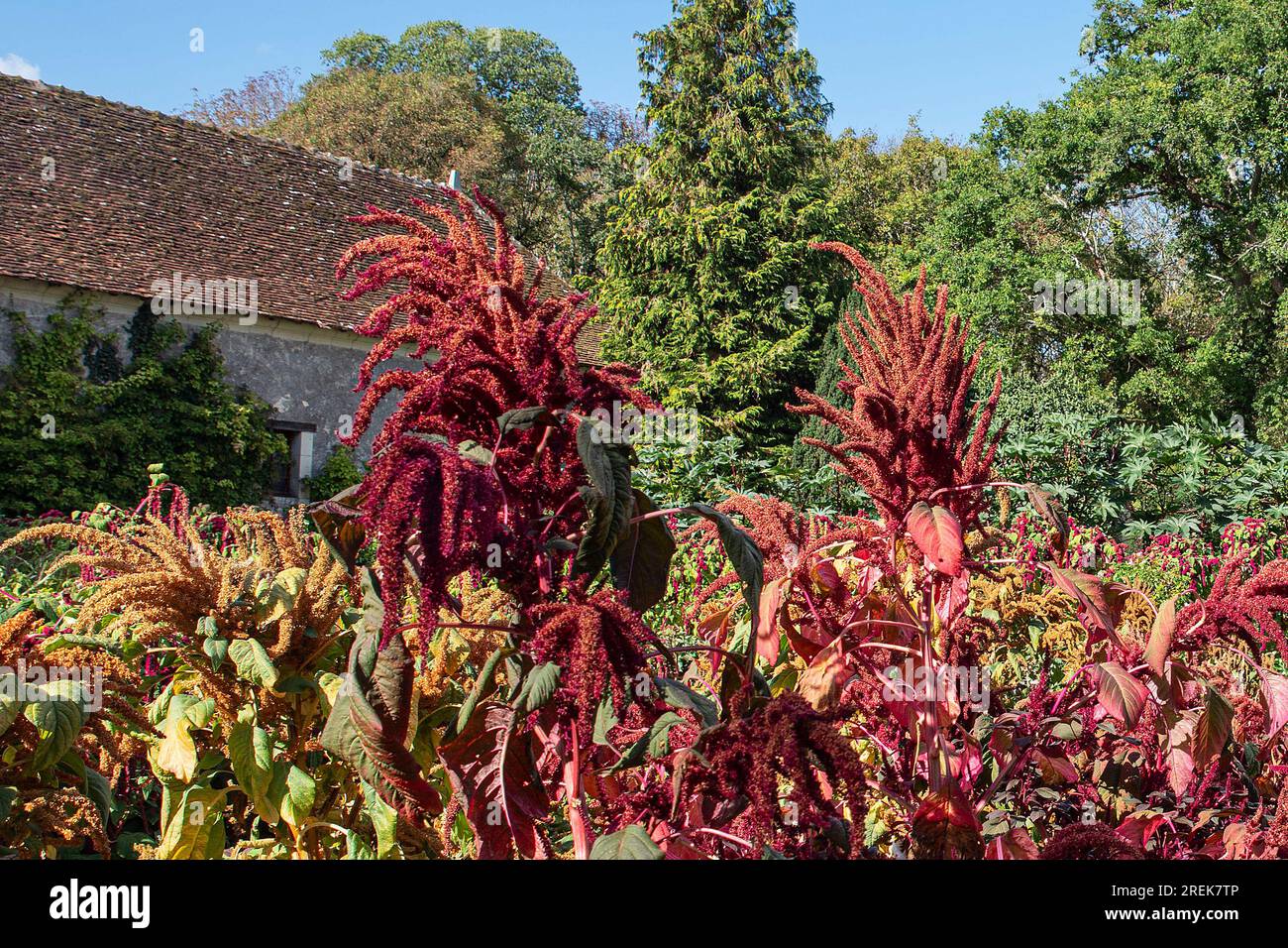 Fleurs rouges et plantes cultivées dans un jardin en été Banque D'Images