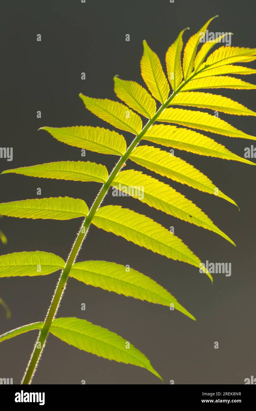 Feuille de sumac à cornes (Rhus typhina) le long du sentier de la rivière Farmington, Burlington, Connecticut Banque D'Images