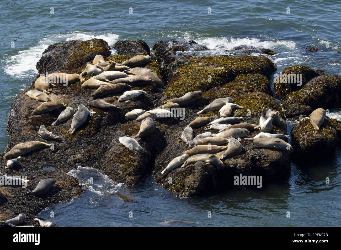 Phoques communs (Phoca vitulina), zone naturelle exceptionnelle de Yaquina Head, Newport, Oregon Banque D'Images