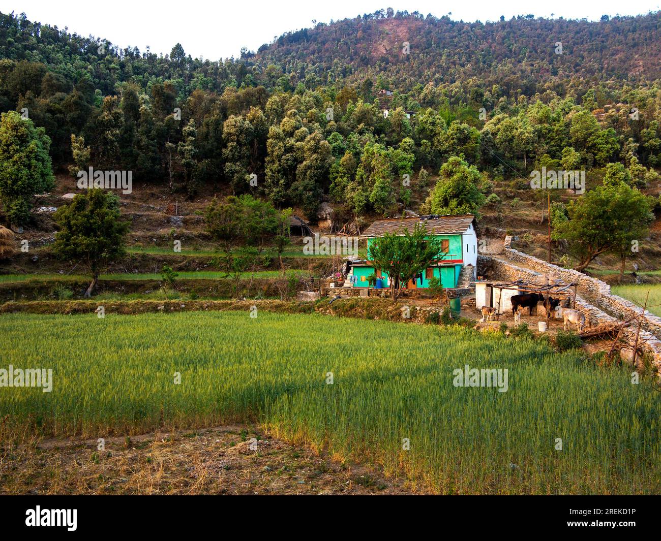 Maison près de la forêt à Kala Agar Village sur Kumaon Hills, où Jim Corbett vient après le maneater Chowgarh, Uttarakhand, Inde Banque D'Images