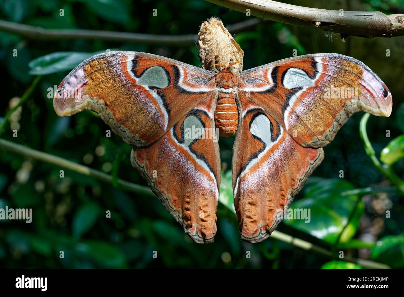 Papillon de l'Atlas fraîchement éclos (Attacus atlas), espèce papillon de paon, distribution dans les régions subtropicales, Asie du Sud-est, Chine, Inde japonaise Yaeyama Banque D'Images