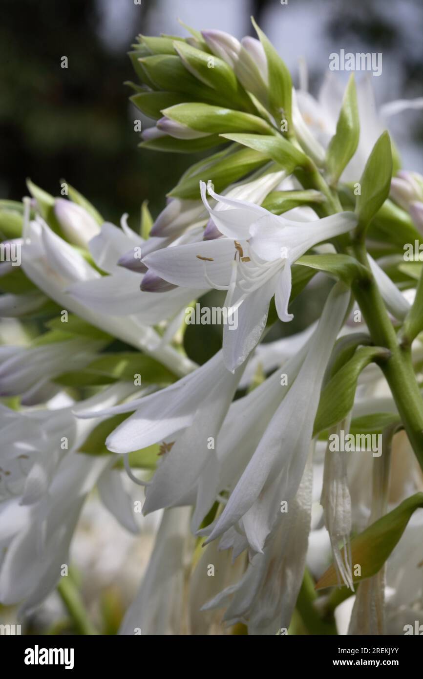 Hosta plantaginea 'Royal Standard' Funkie Banque D'Images