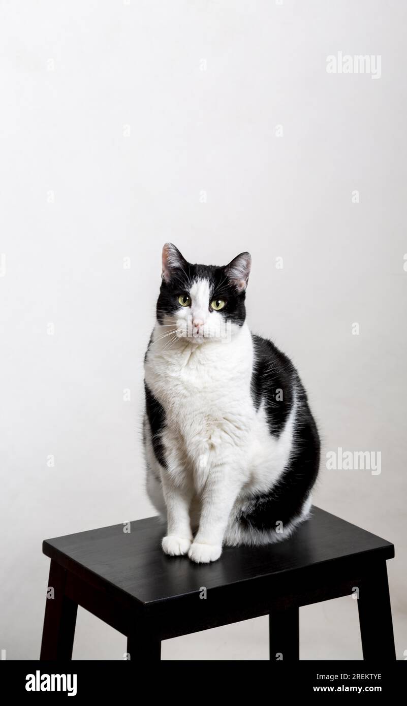 Chaise assise mignonne de chat. Résolution et haute qualité belle photo Banque D'Images
