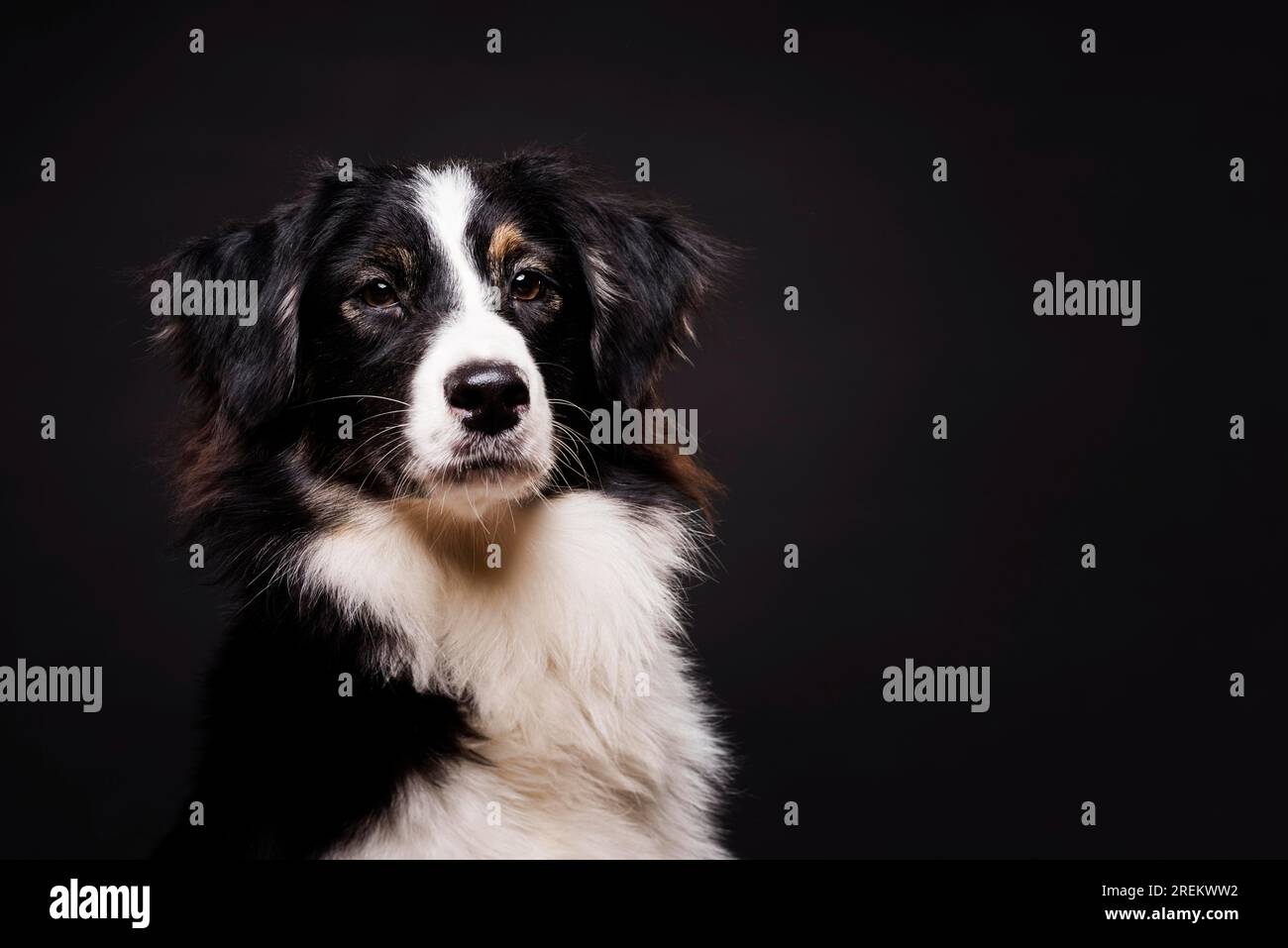 Vue de face mignon chien debout. Belle photo Banque D'Images