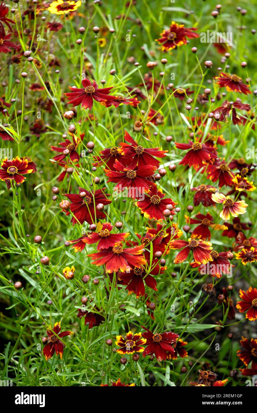 Oeil de fille de Dyer (Coreopsis tinctoria) Banque D'Images