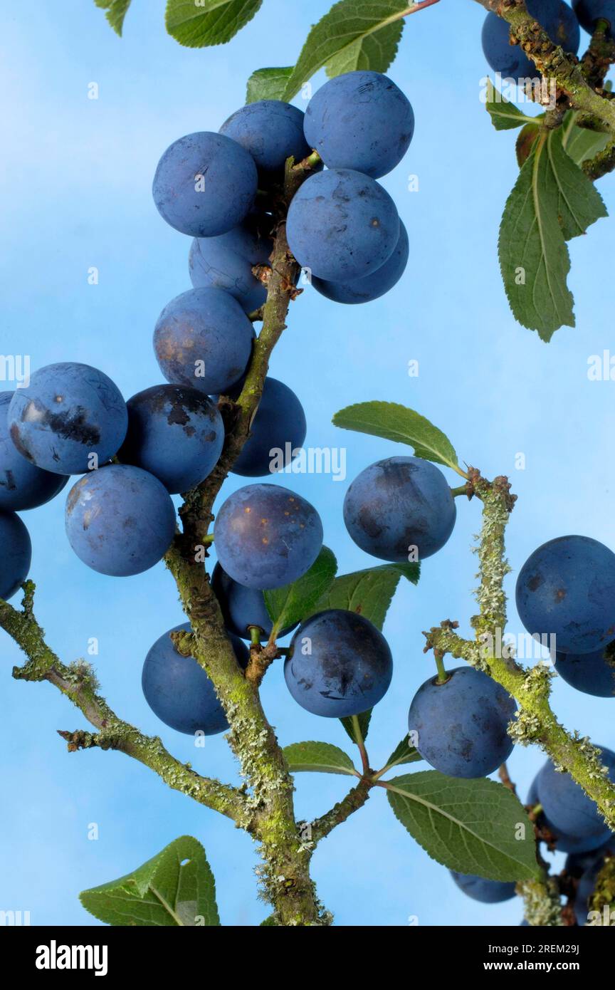 Épines noires (Prunus spinosa) Banque D'Images
