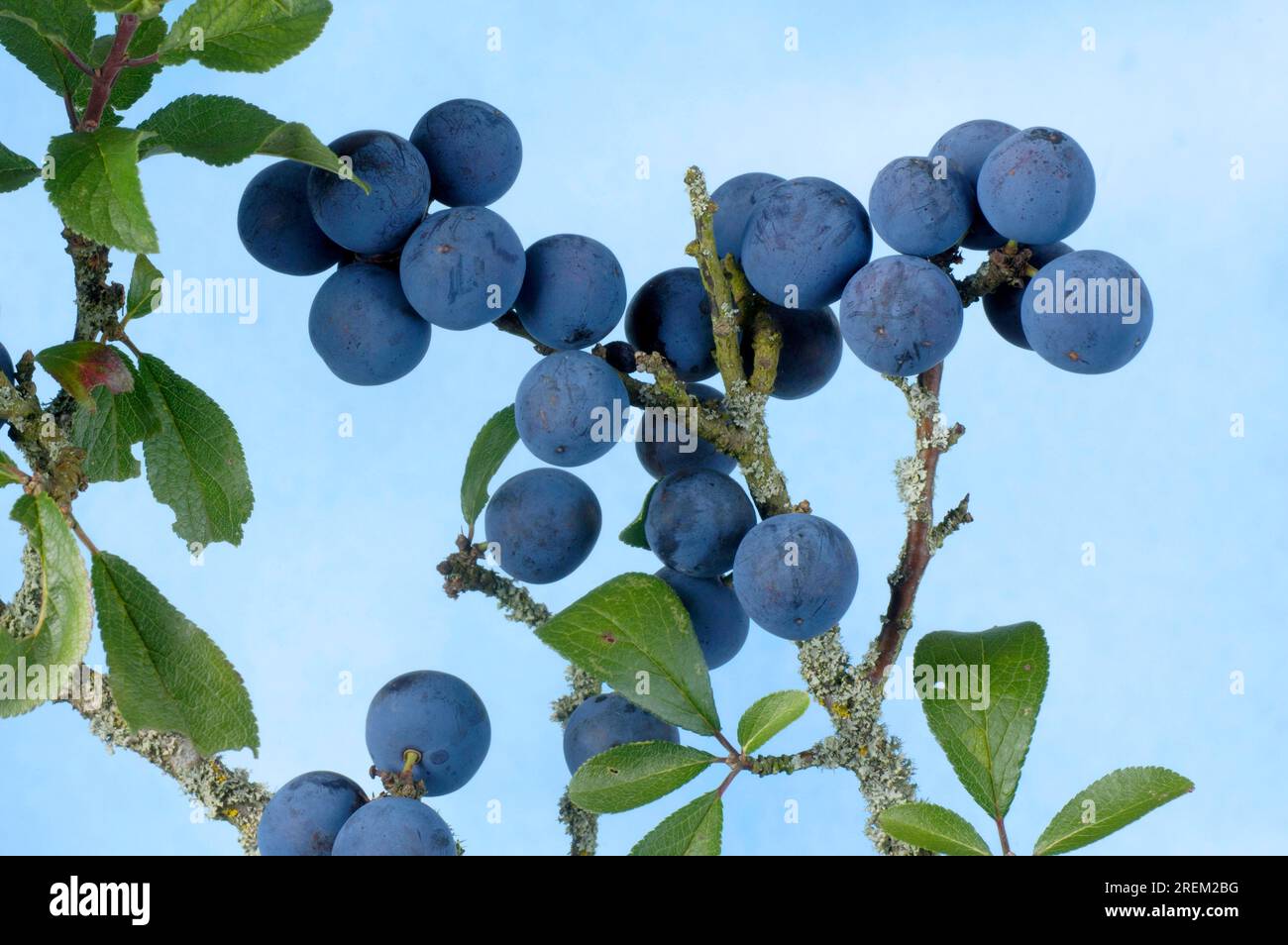 Épines noires (Prunus spinosa) Banque D'Images