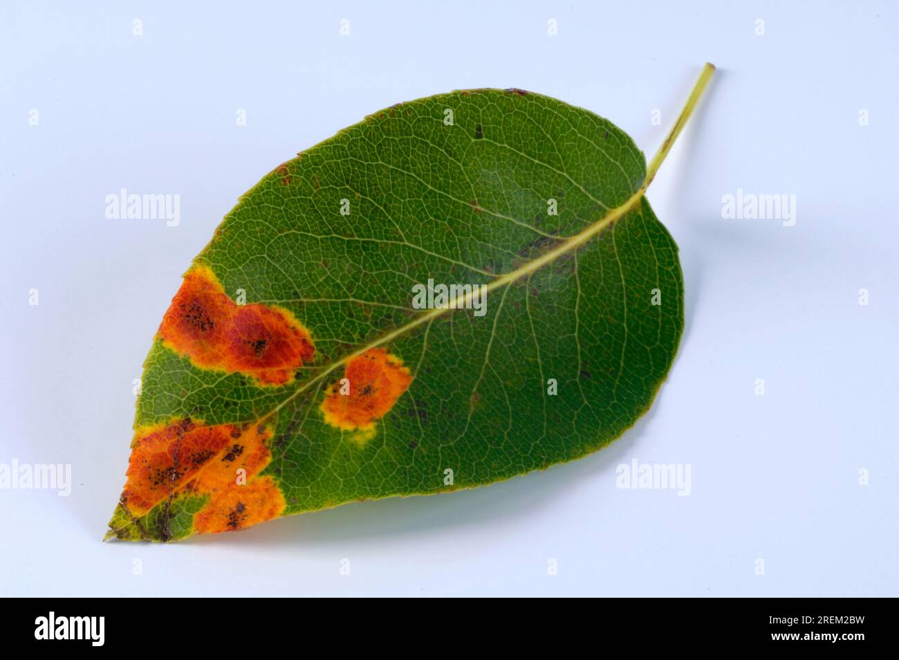 Gymnosporangium sabinae (Gymnosporangium sabinae), maladies des plantes, maladies des plantes Banque D'Images