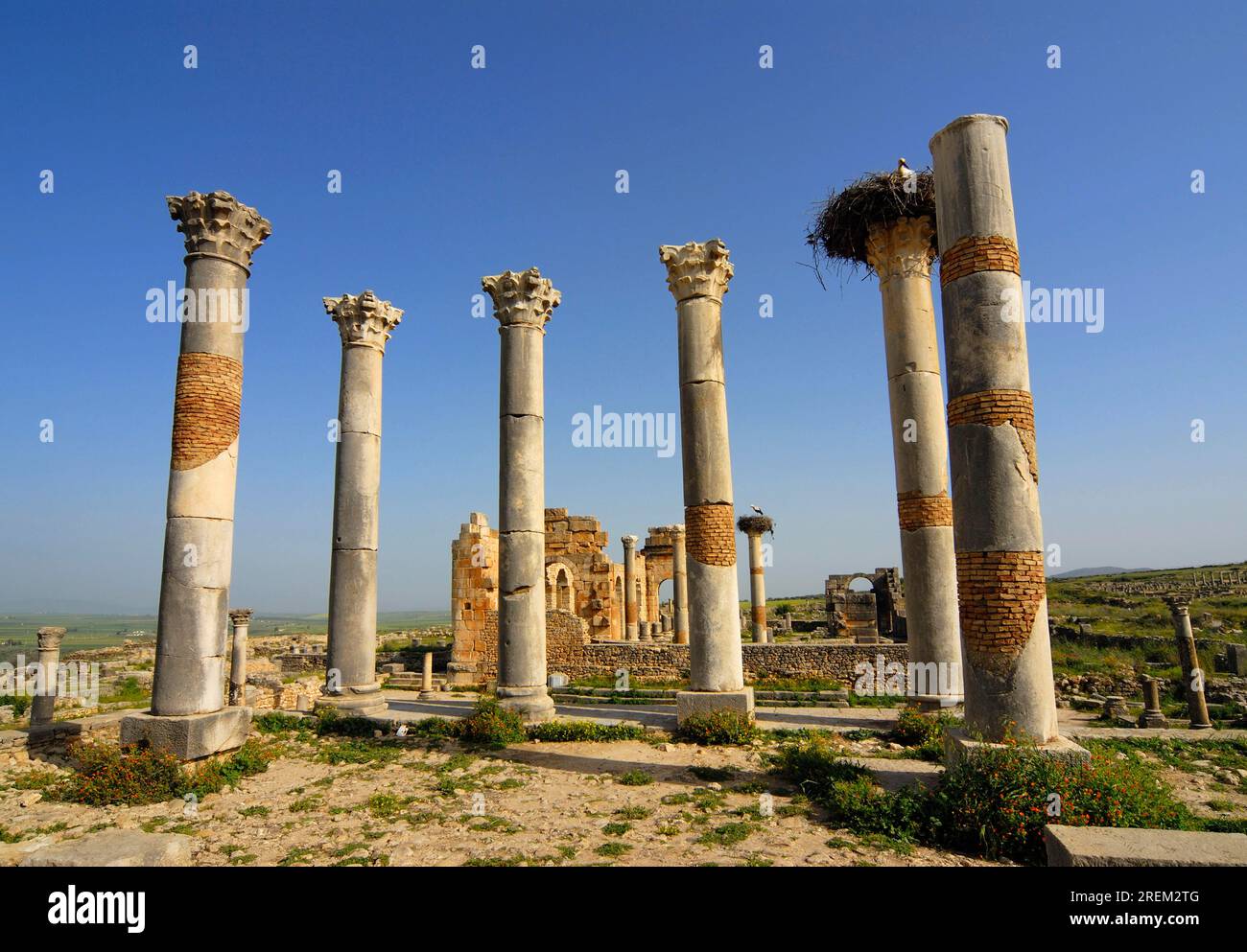 Ruine du Capitole, Volubilis, colonnes, ancienne cité romaine, Maroc Banque D'Images