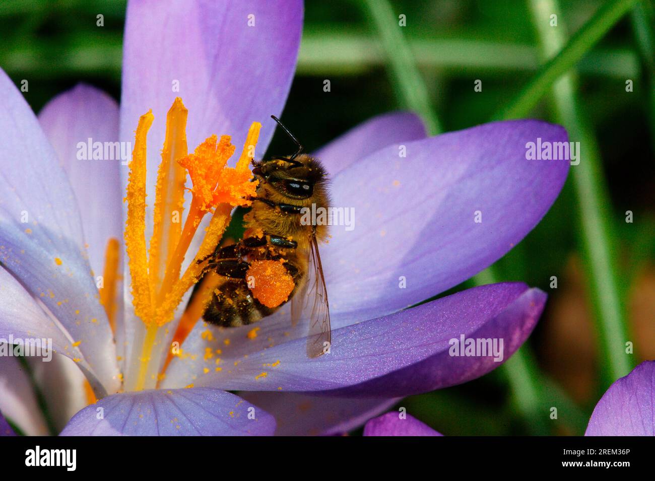 Crocus printanier et abeille mellifera (Apis mellifera) (Crocus albiflorus) Banque D'Images